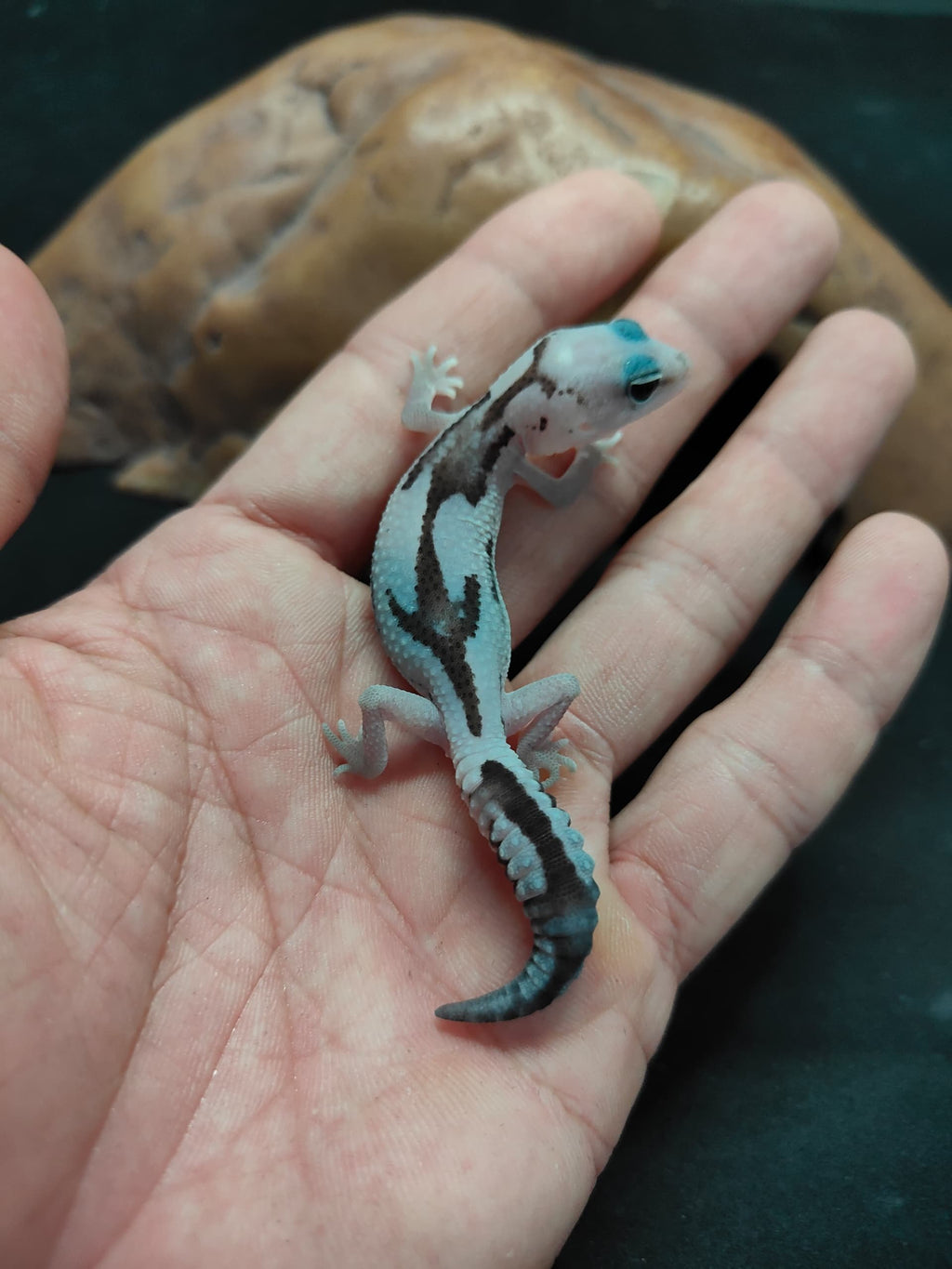 African Fat-Tailed Gecko