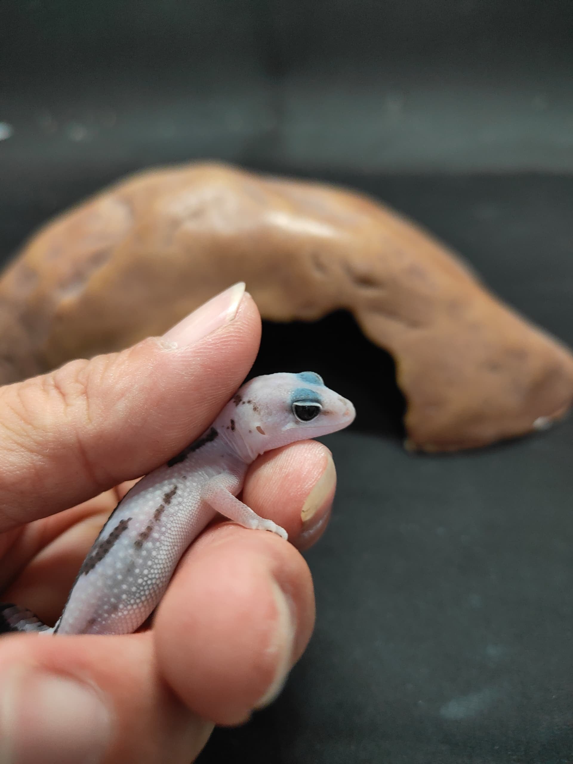 African Fat-Tailed Gecko