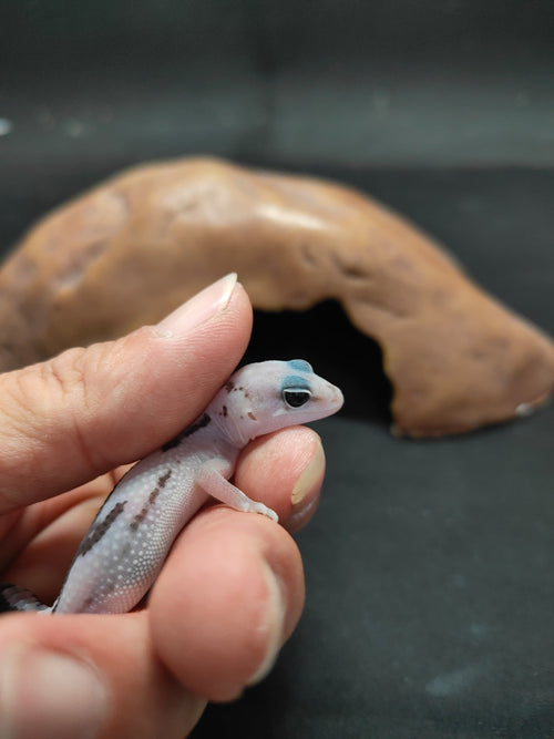 African Fat-Tailed Gecko
