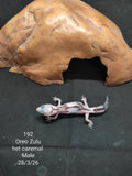 African Fat-Tailed Gecko