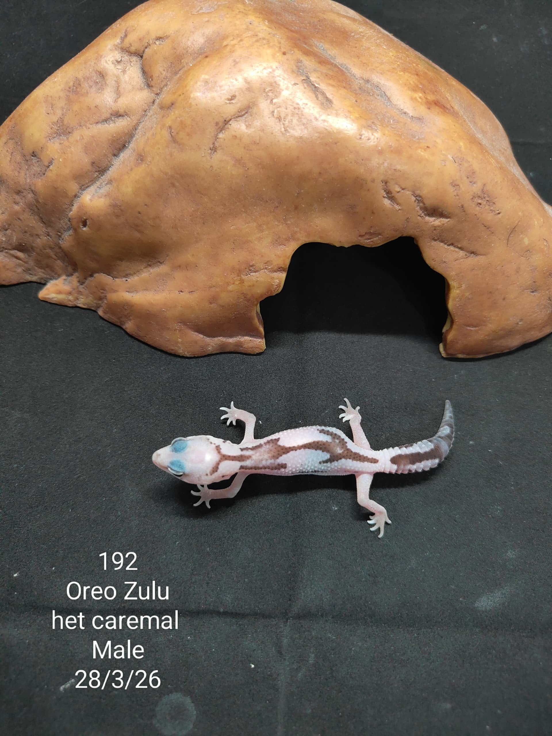 African Fat-Tailed Gecko