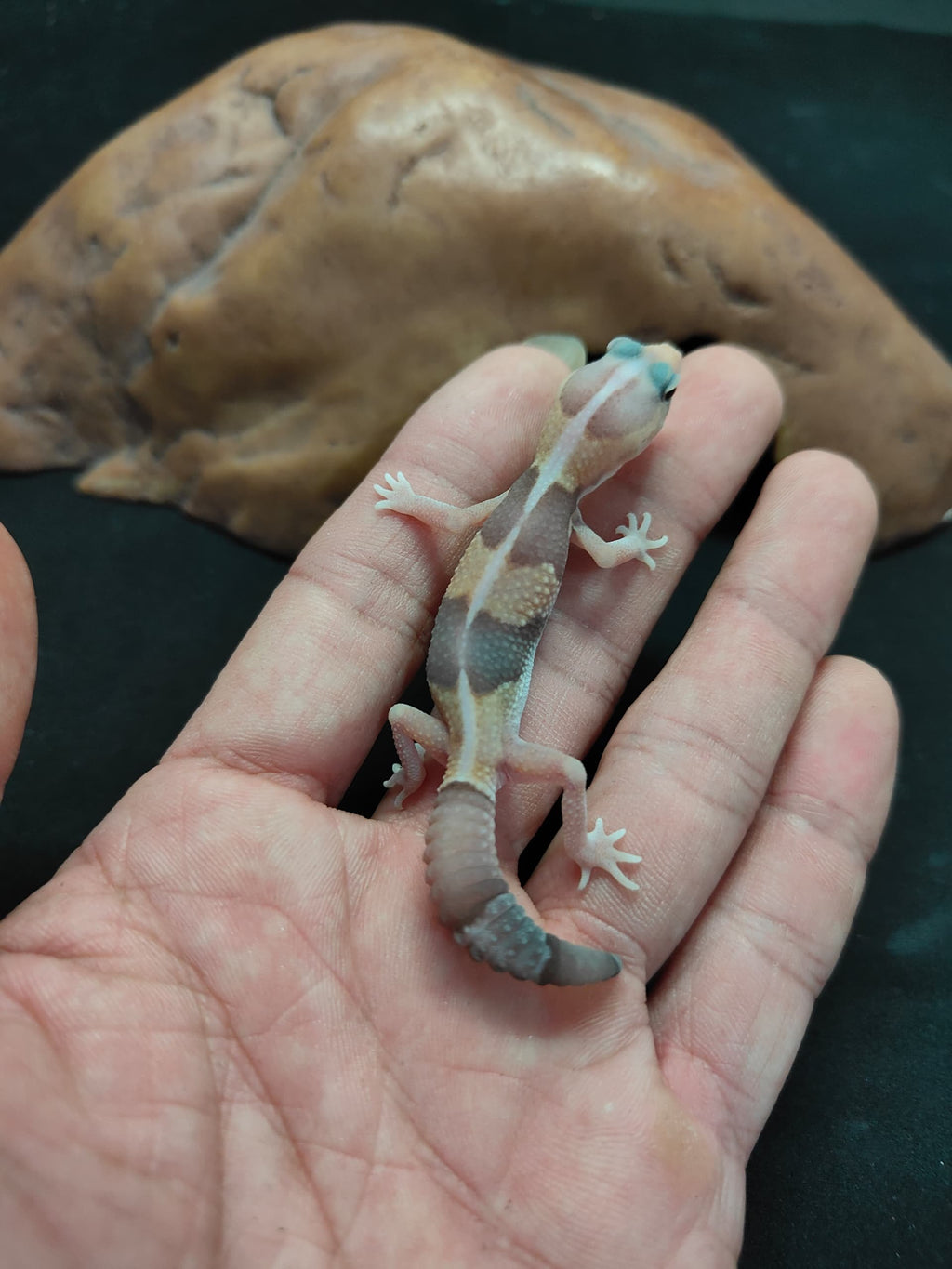 African Fat-Tailed Gecko