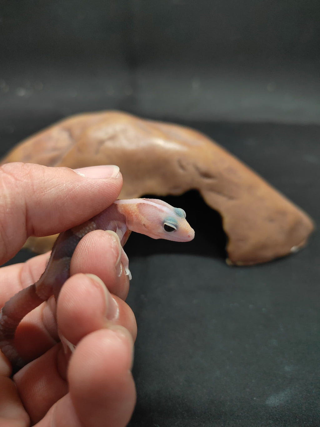 African Fat-Tailed Gecko