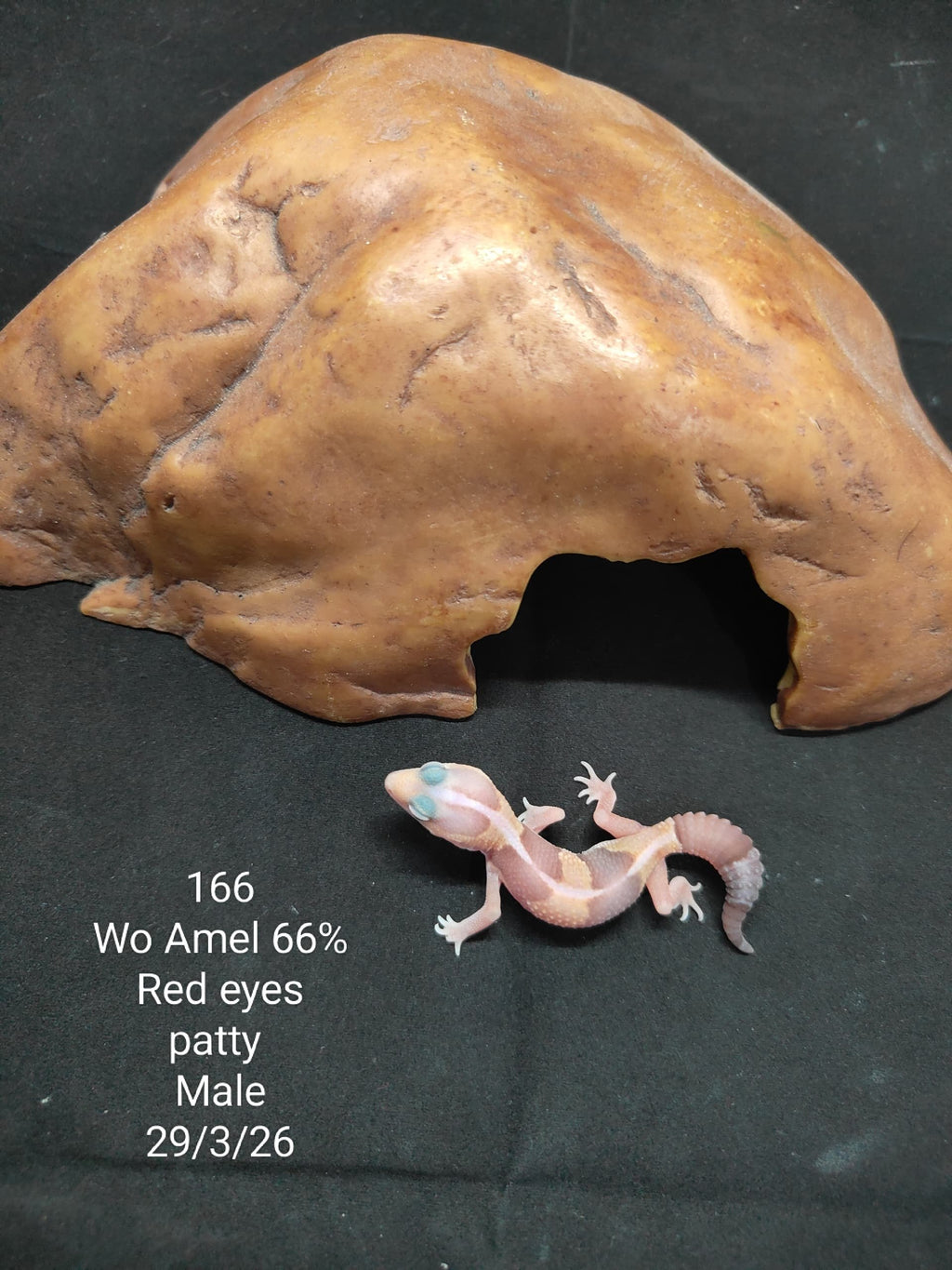 African Fat-Tailed Gecko