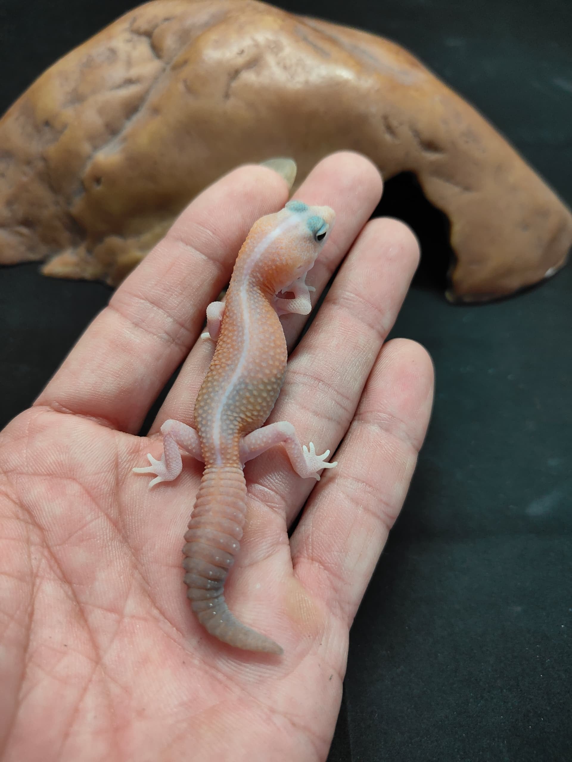 African Fat-Tailed Gecko