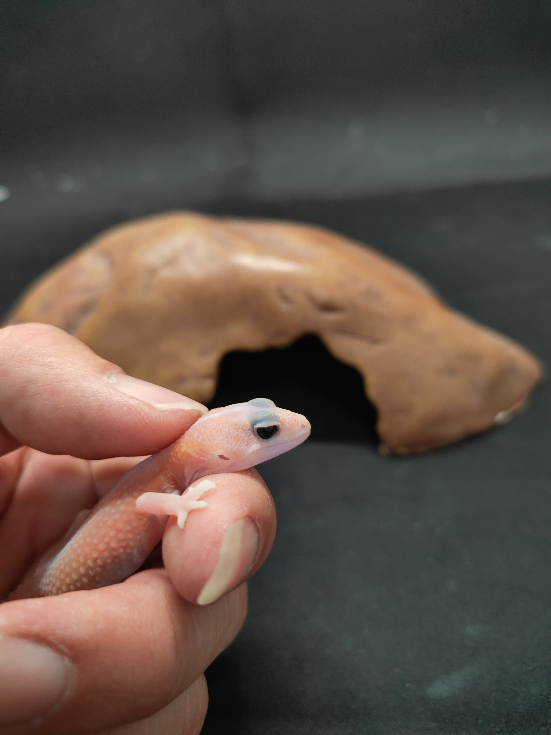African Fat-Tailed Gecko