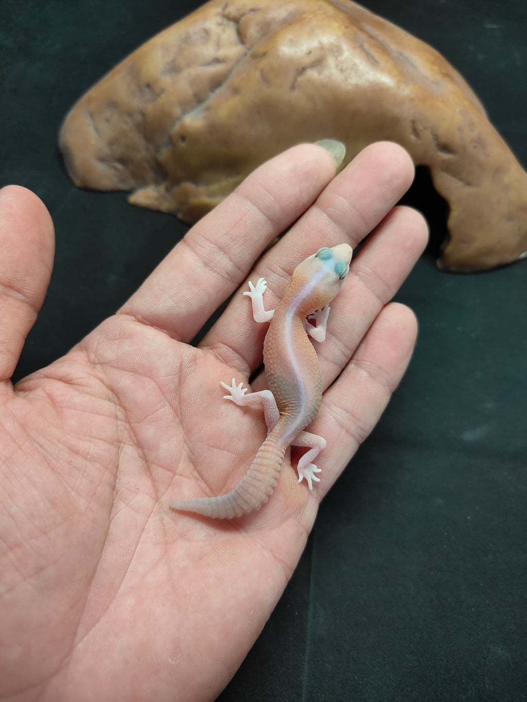 African Fat-Tailed Gecko