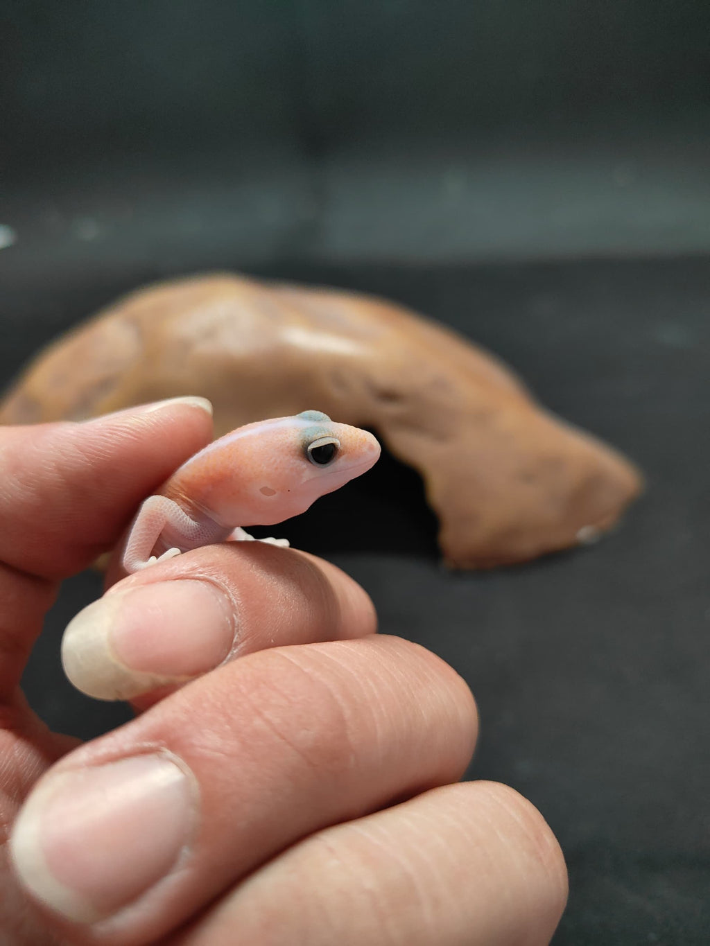 African Fat-Tailed Gecko