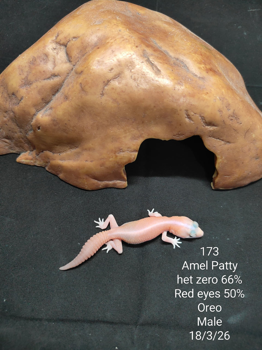 African Fat-Tailed Gecko