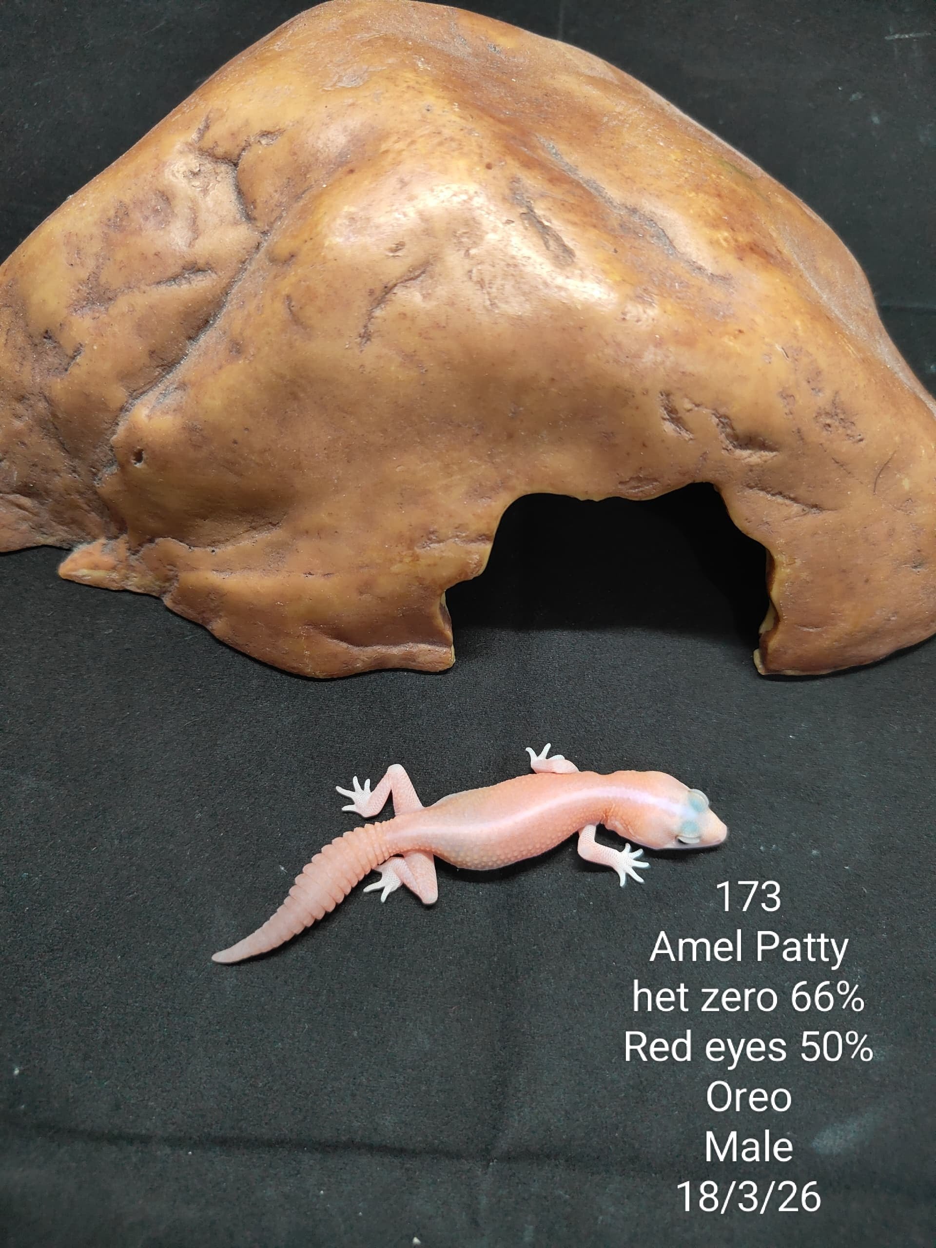 African Fat-Tailed Gecko