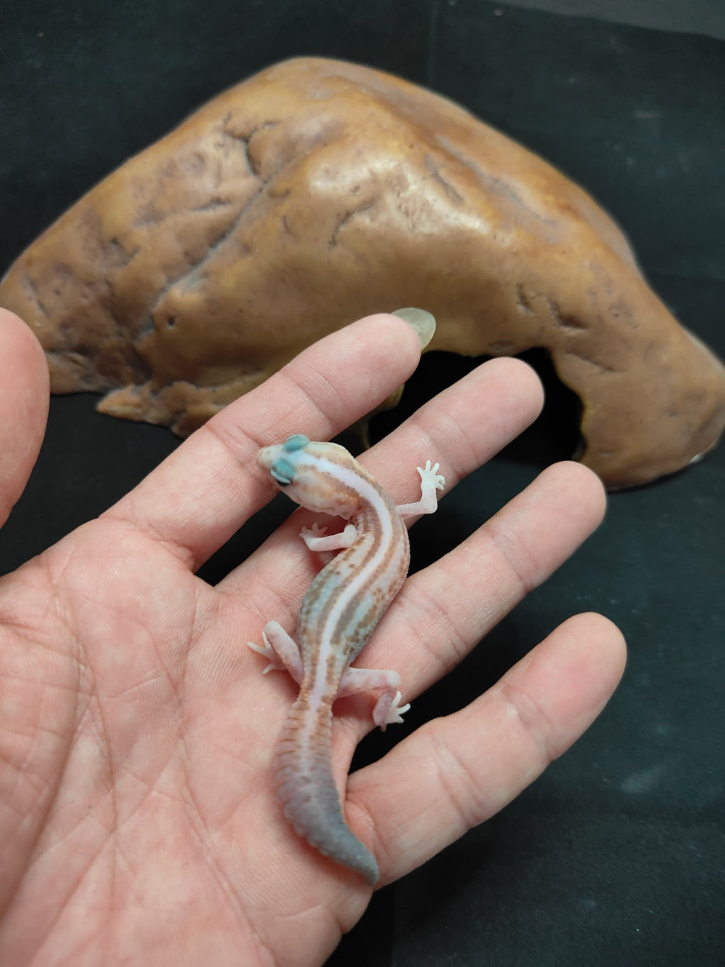 African Fat-Tailed Gecko