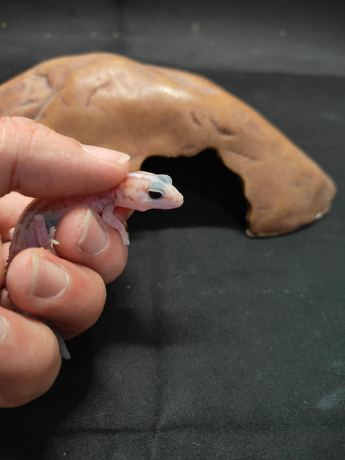 African Fat-Tailed Gecko