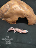 African Fat-Tailed Gecko
