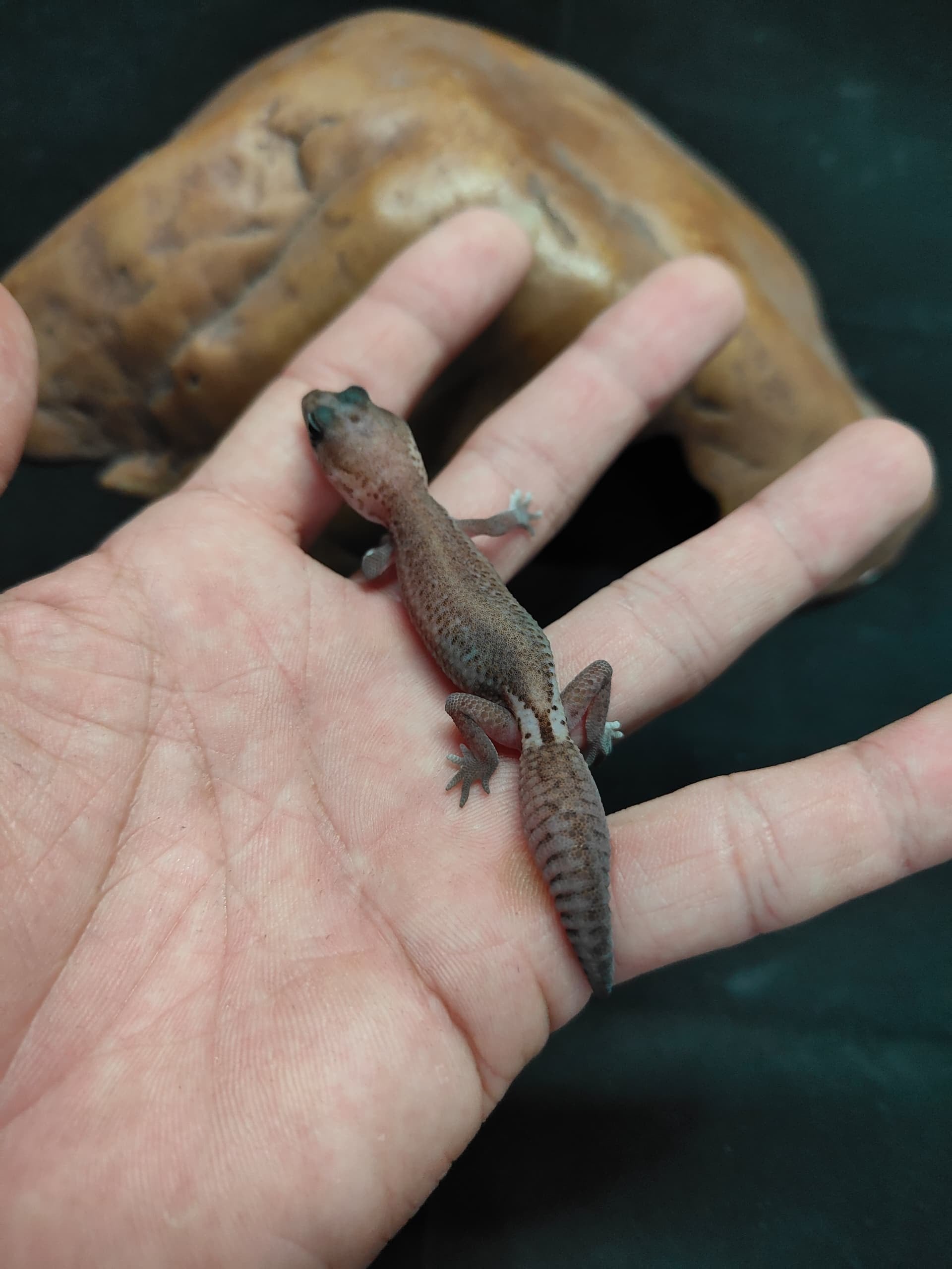African Fat-Tailed Gecko