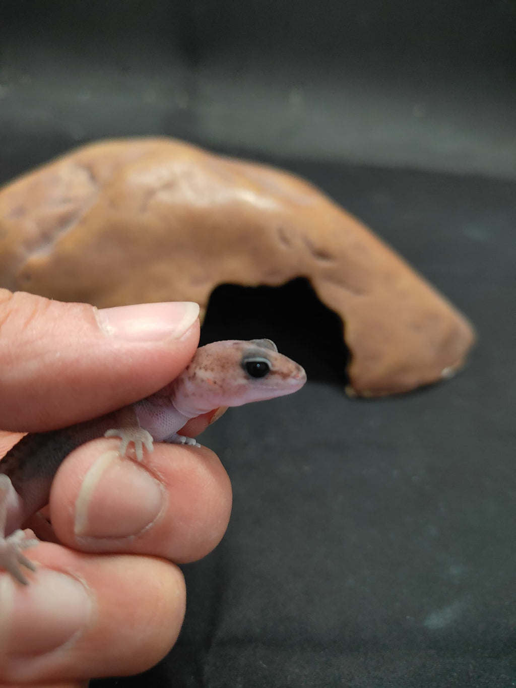 African Fat-Tailed Gecko