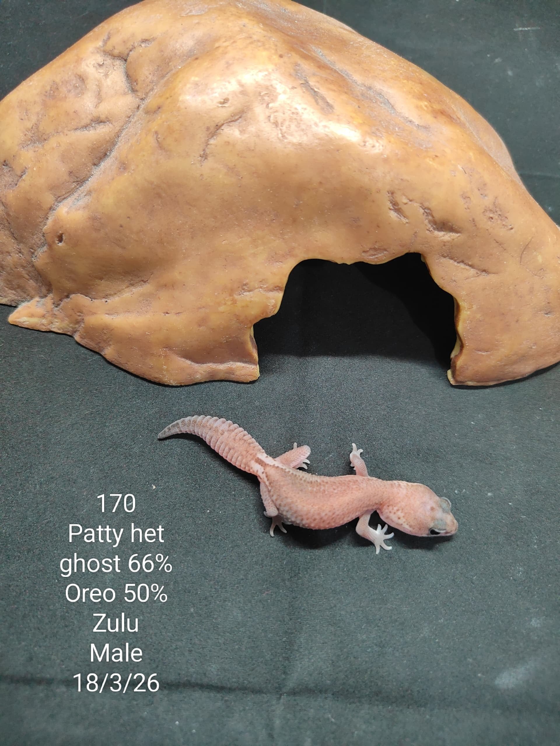 African Fat-Tailed Gecko