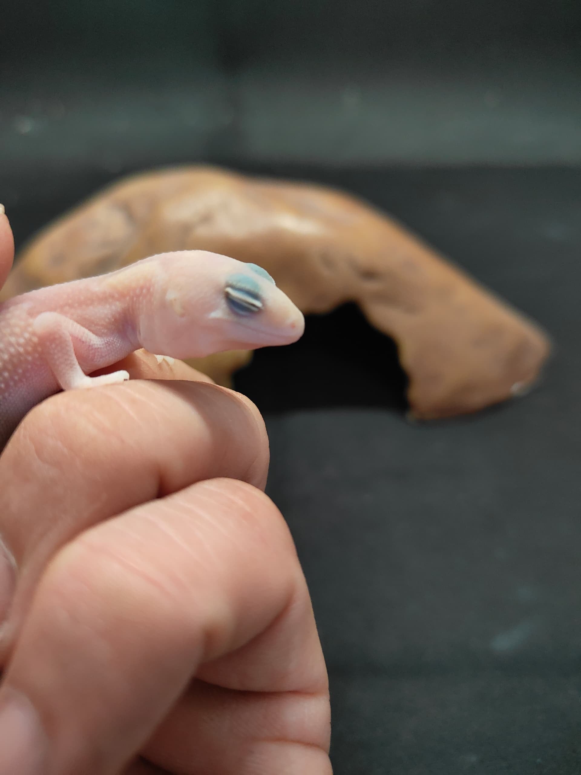 African Fat-Tailed Gecko