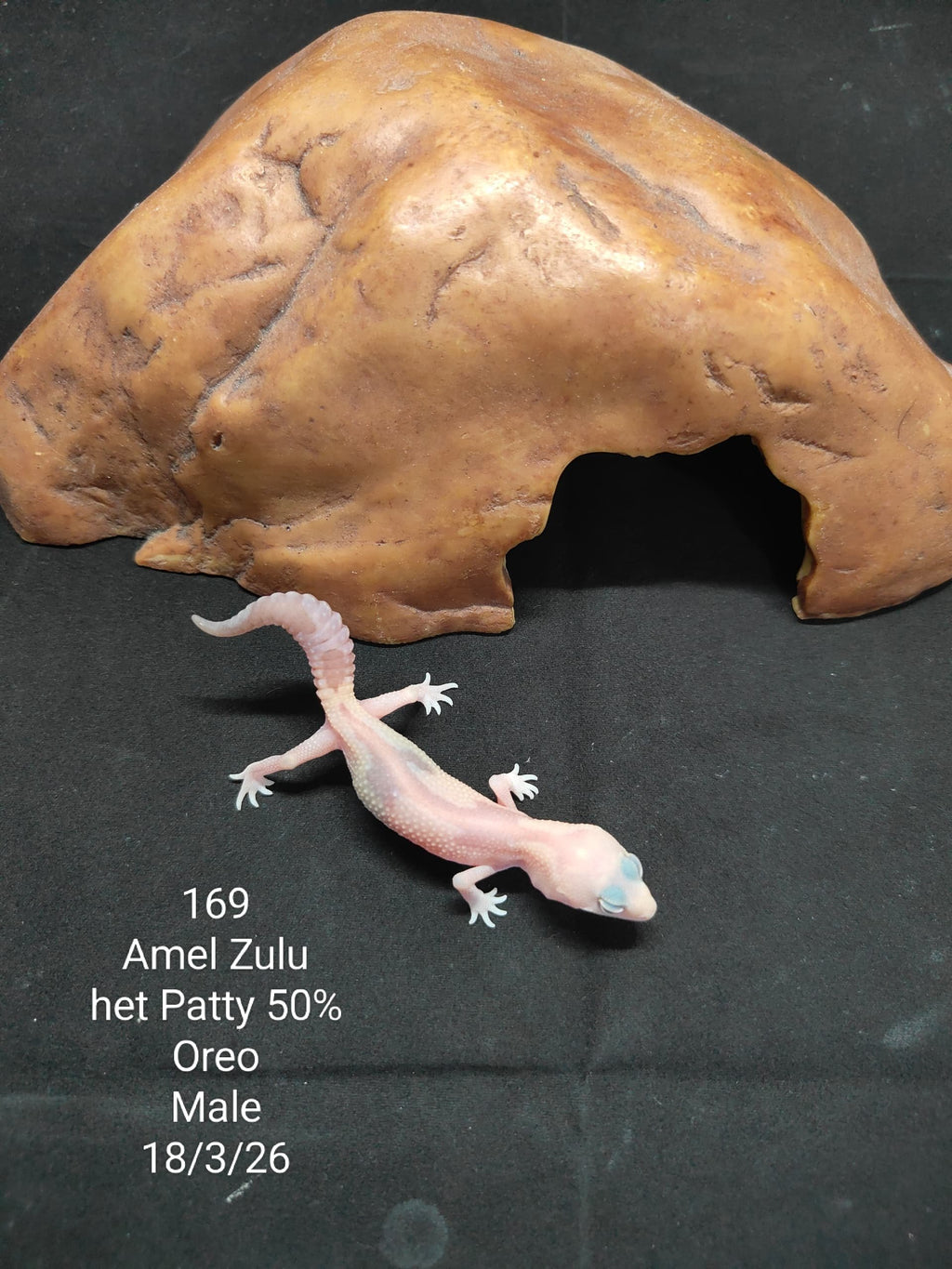 African Fat-Tailed Gecko