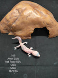 African Fat-Tailed Gecko
