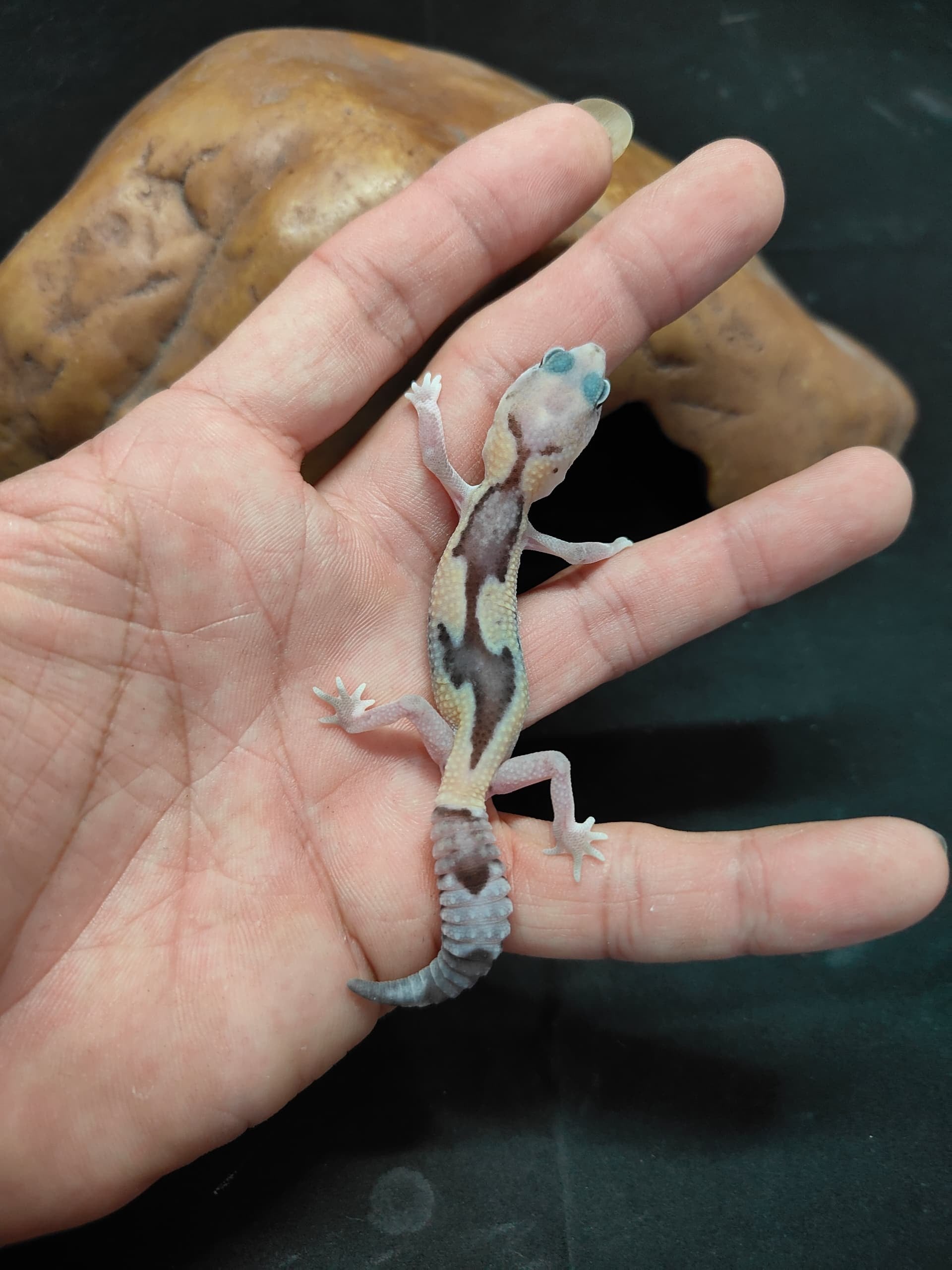 African Fat-Tailed Gecko
