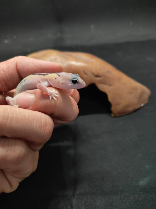 African Fat-Tailed Gecko