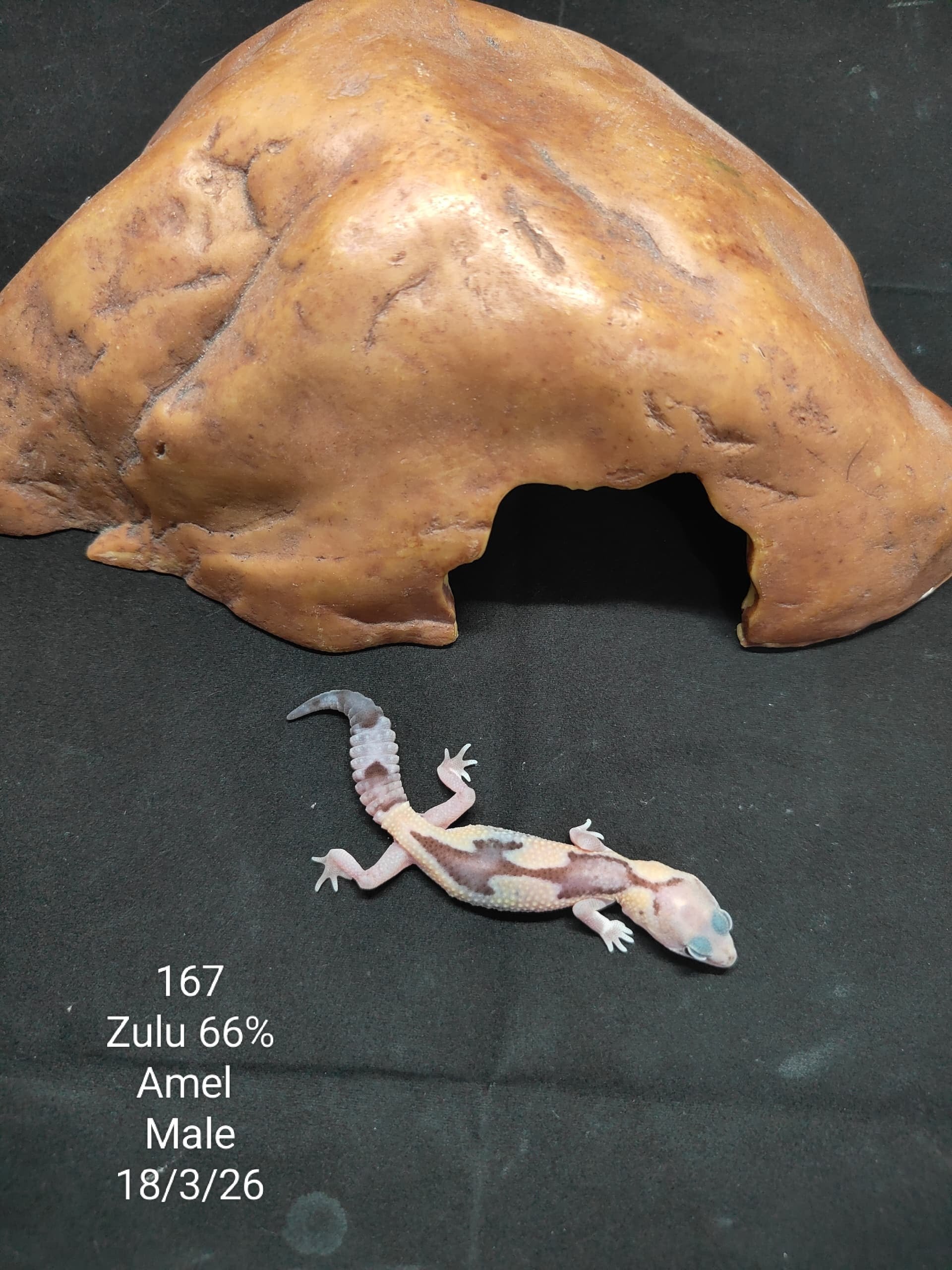 African Fat-Tailed Gecko
