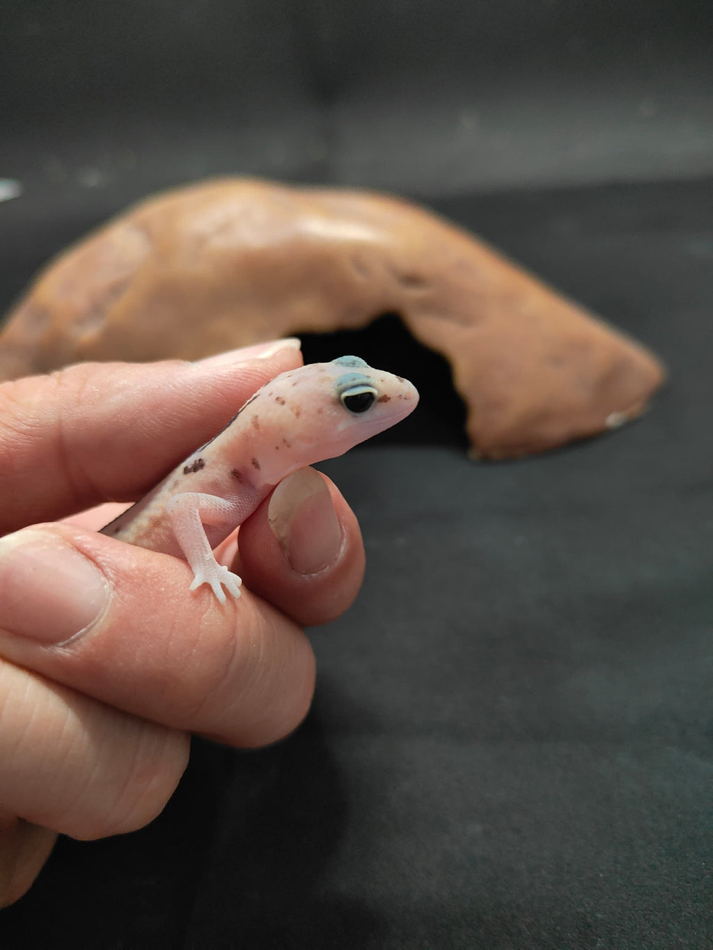 African Fat-Tailed Gecko