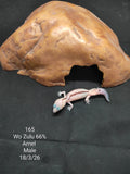 African Fat-Tailed Gecko