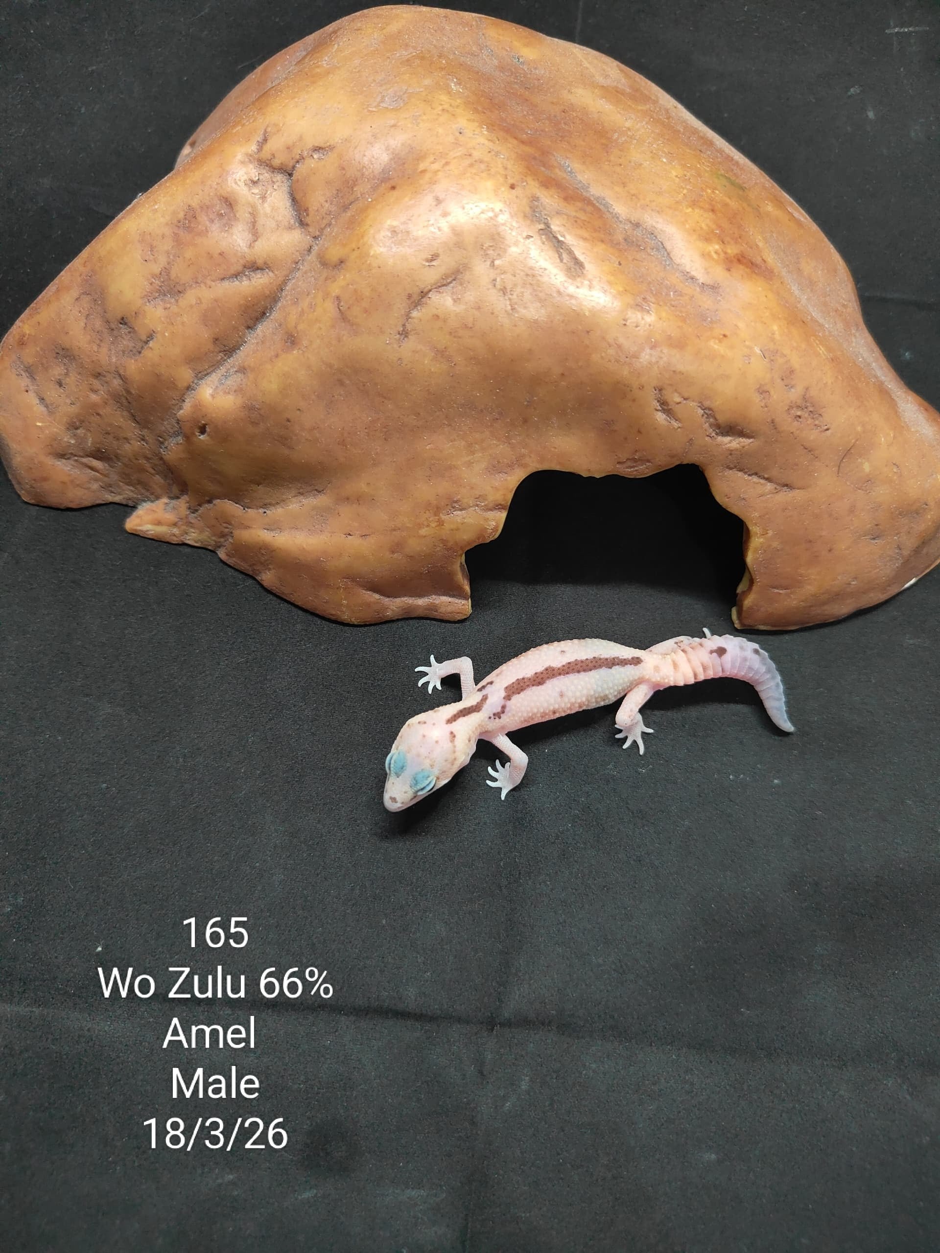 African Fat-Tailed Gecko
