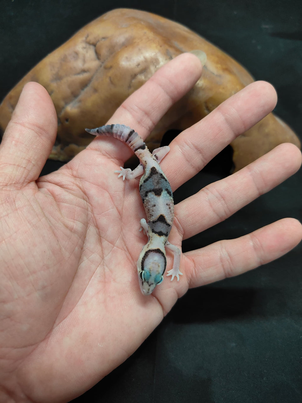 African Fat-Tailed Gecko