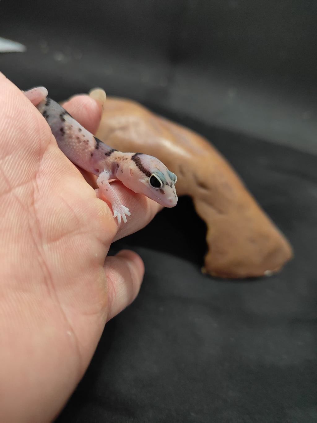 African Fat-Tailed Gecko