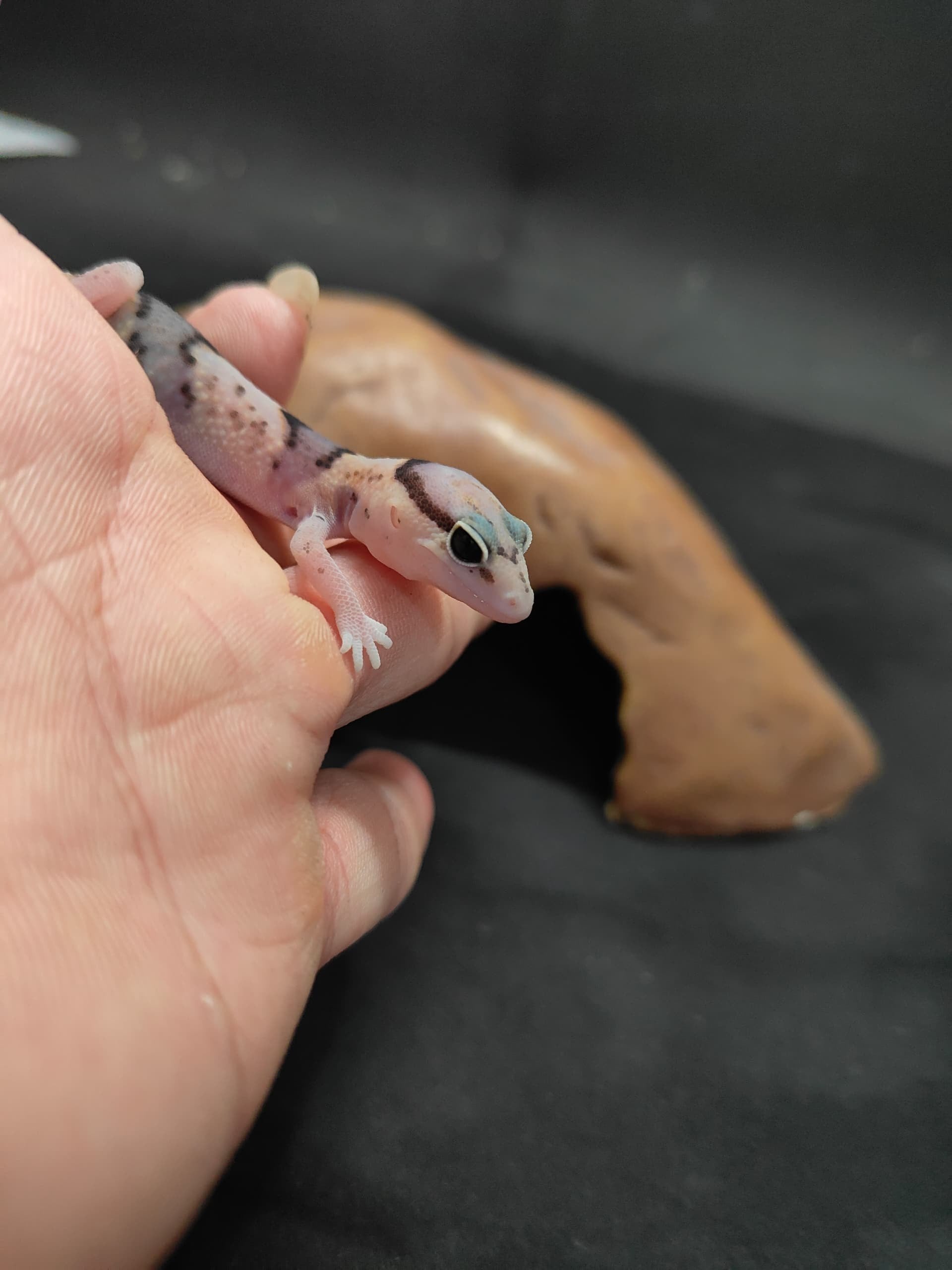 African Fat-Tailed Gecko