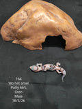 African Fat-Tailed Gecko