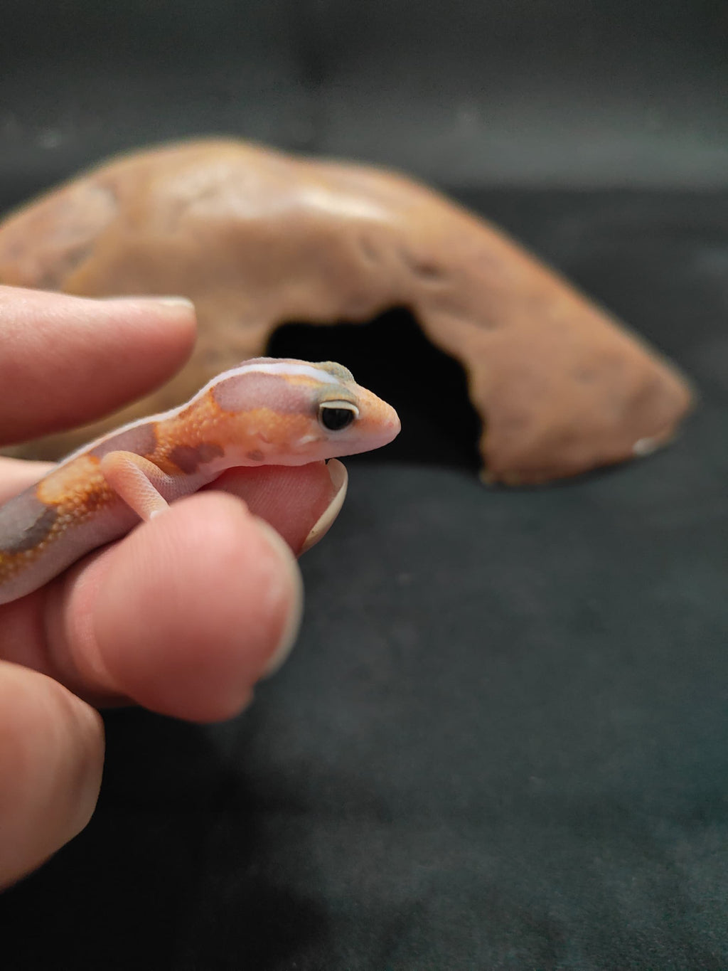 African Fat-Tailed Gecko