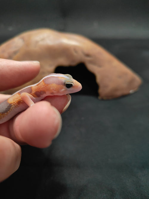 African Fat-Tailed Gecko