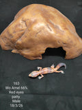 African Fat-Tailed Gecko