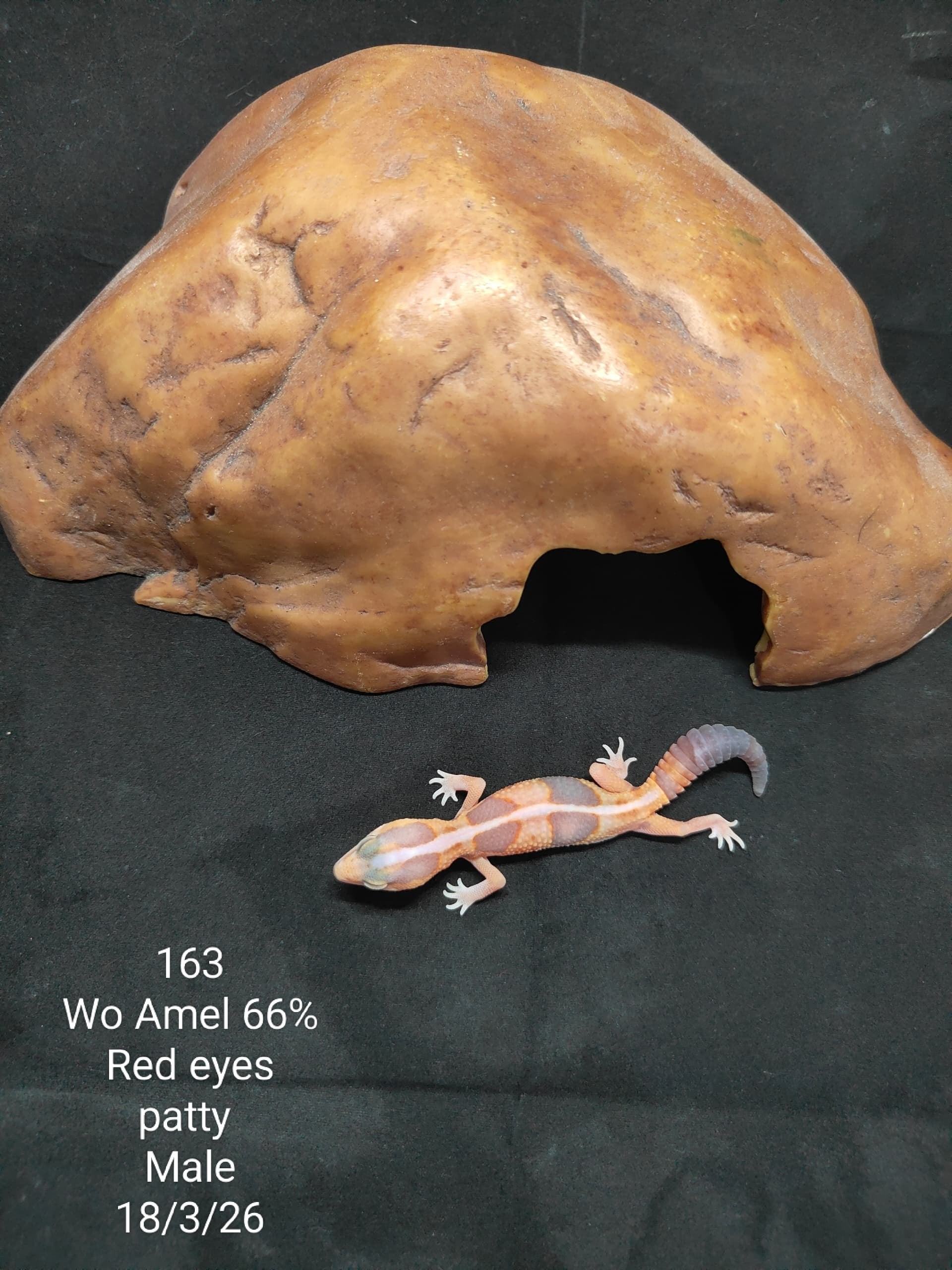 African Fat-Tailed Gecko