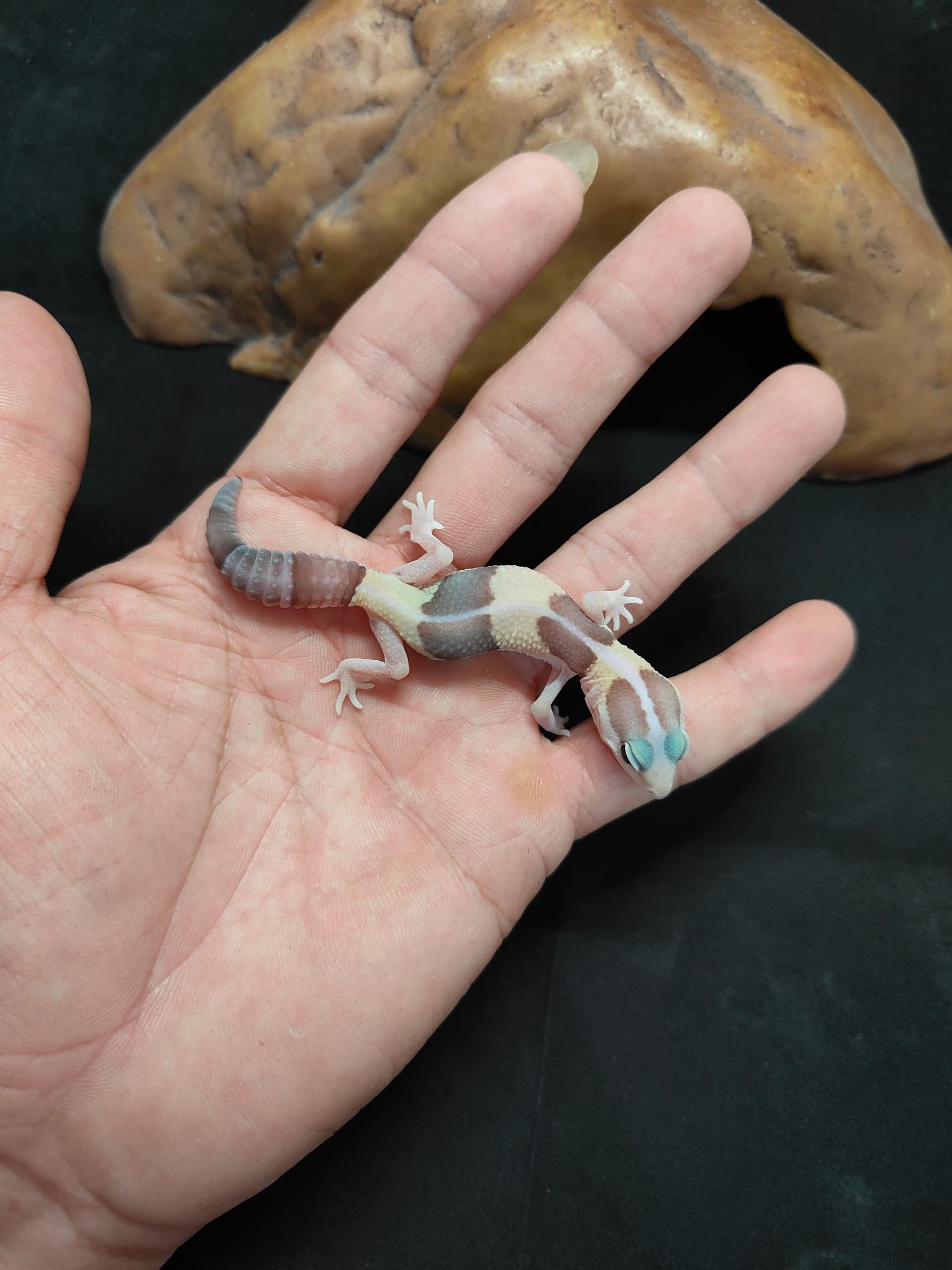 African Fat-Tailed Gecko