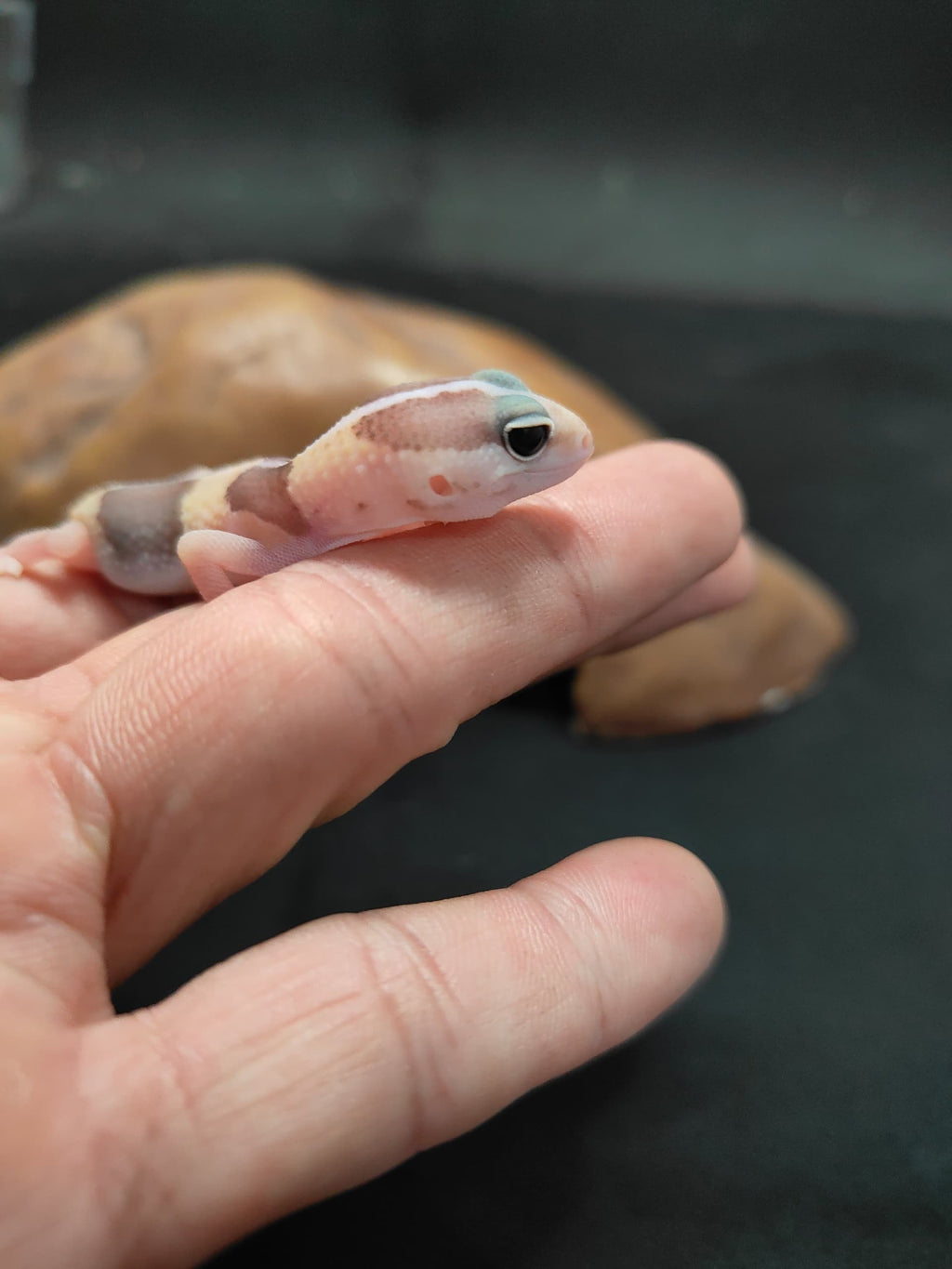 African Fat-Tailed Gecko