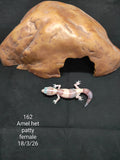African Fat-Tailed Gecko