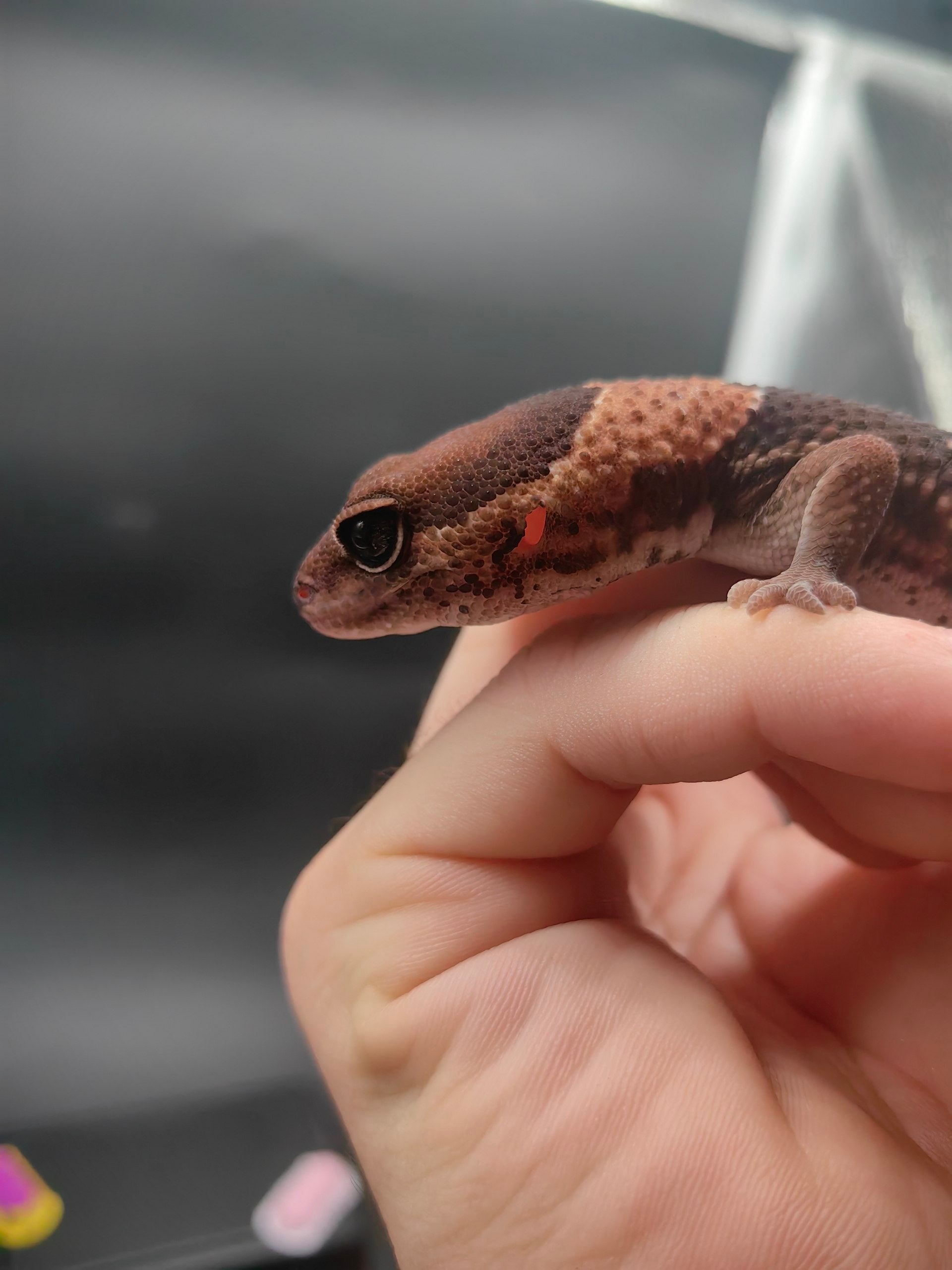 African Fat-Tailed Gecko