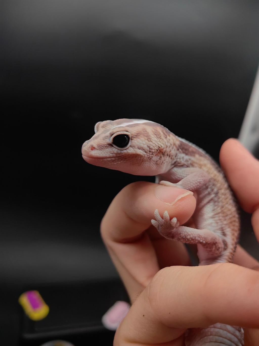 African Fat-Tailed Gecko