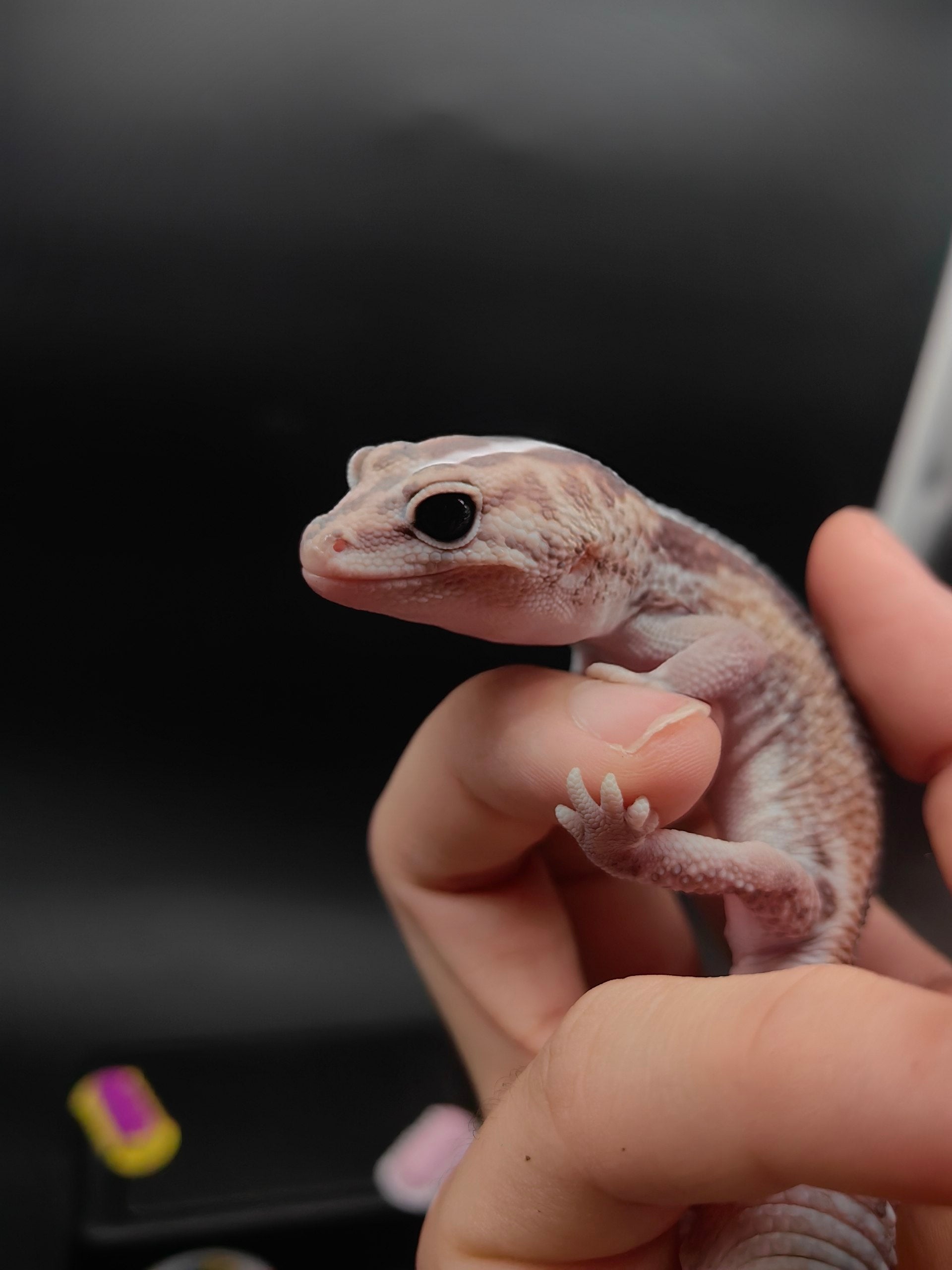 African Fat-Tailed Gecko