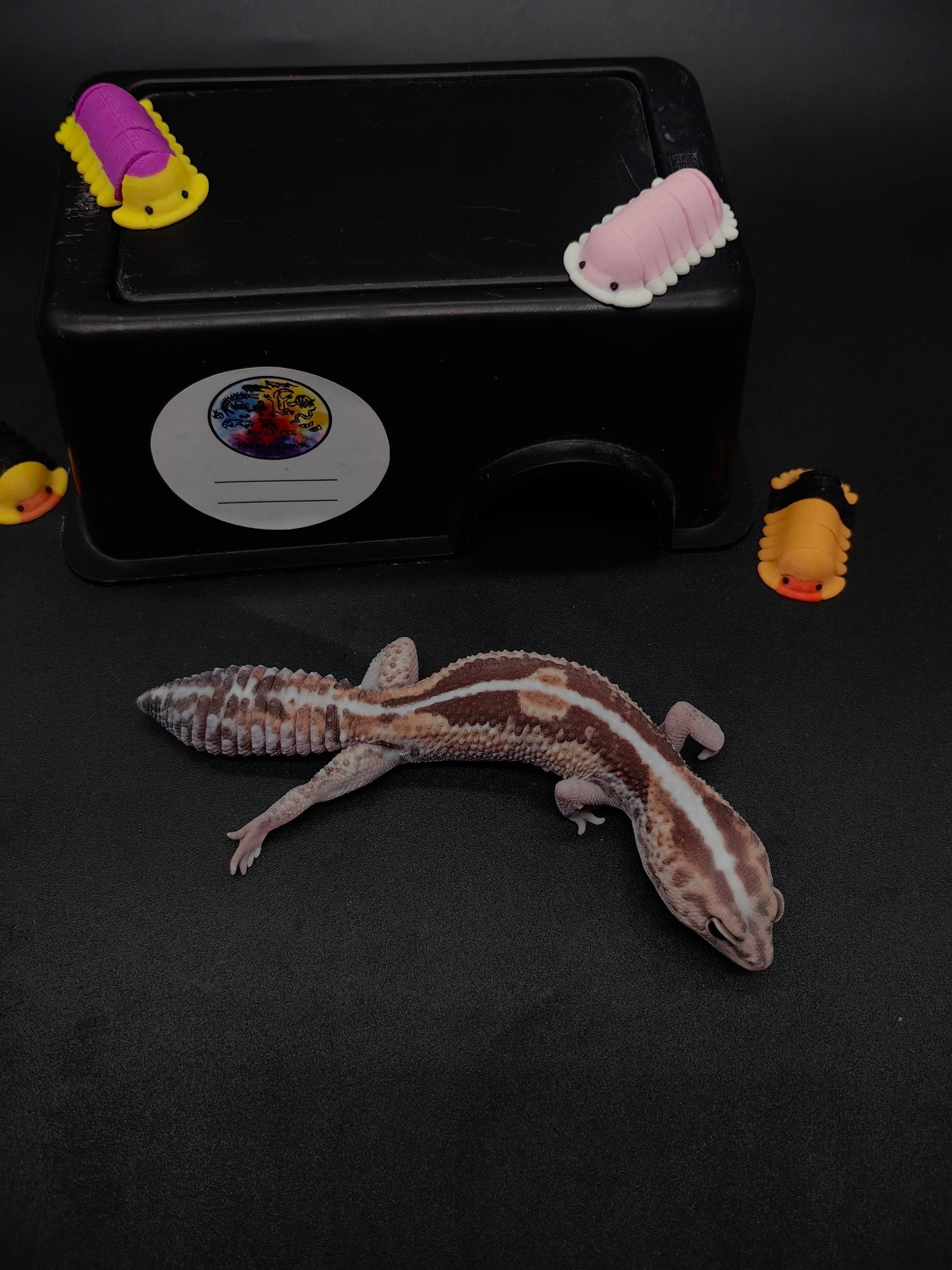 African Fat-Tailed Gecko