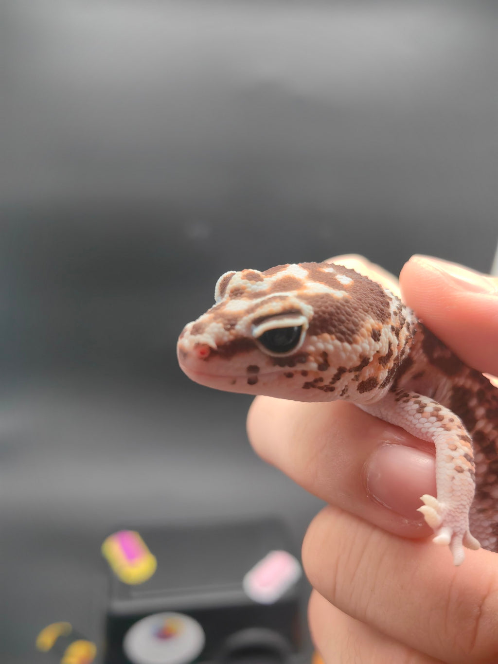 African Fat-Tailed Gecko