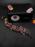African Fat-Tailed Gecko