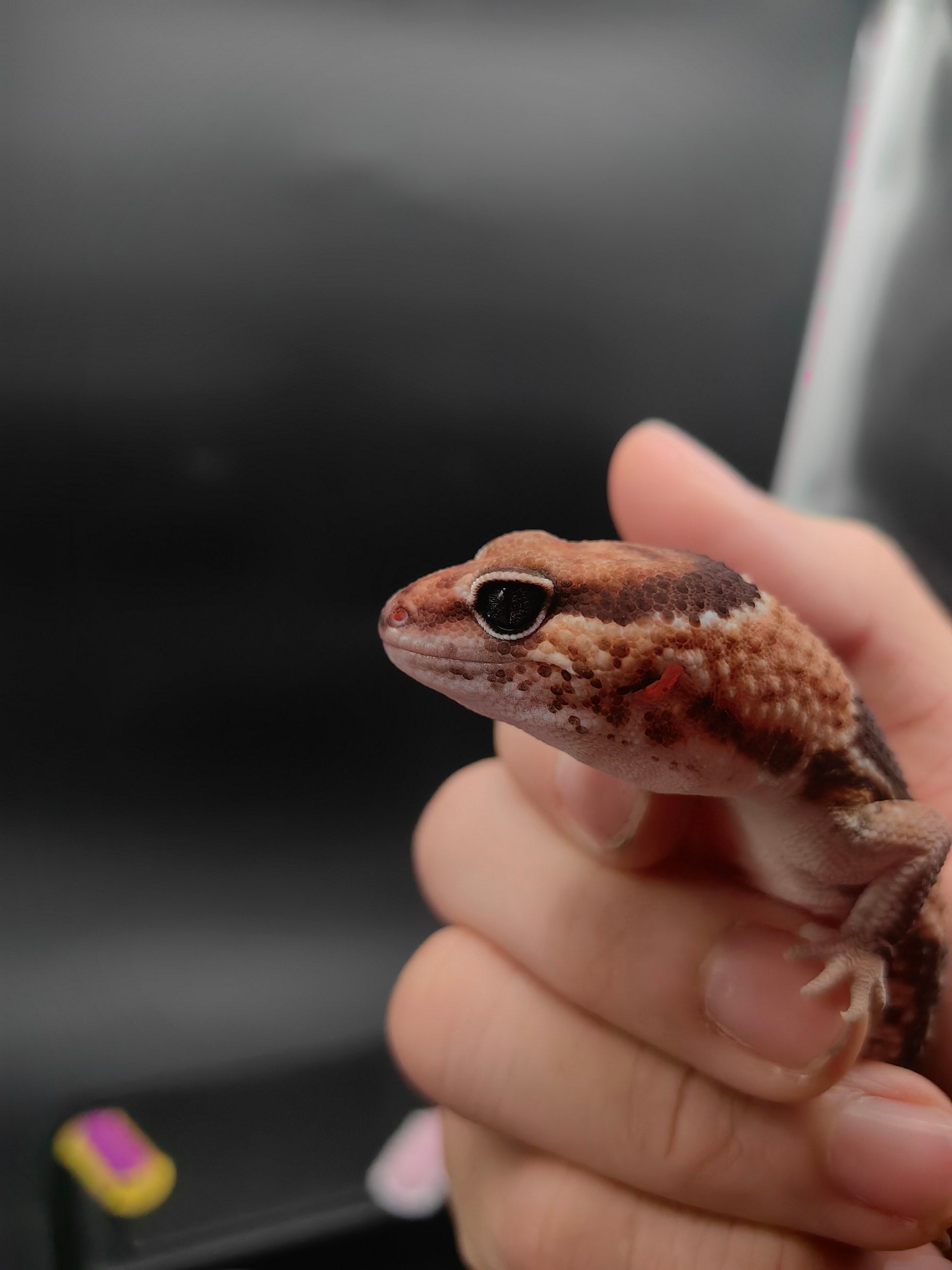 African Fat-Tailed Gecko