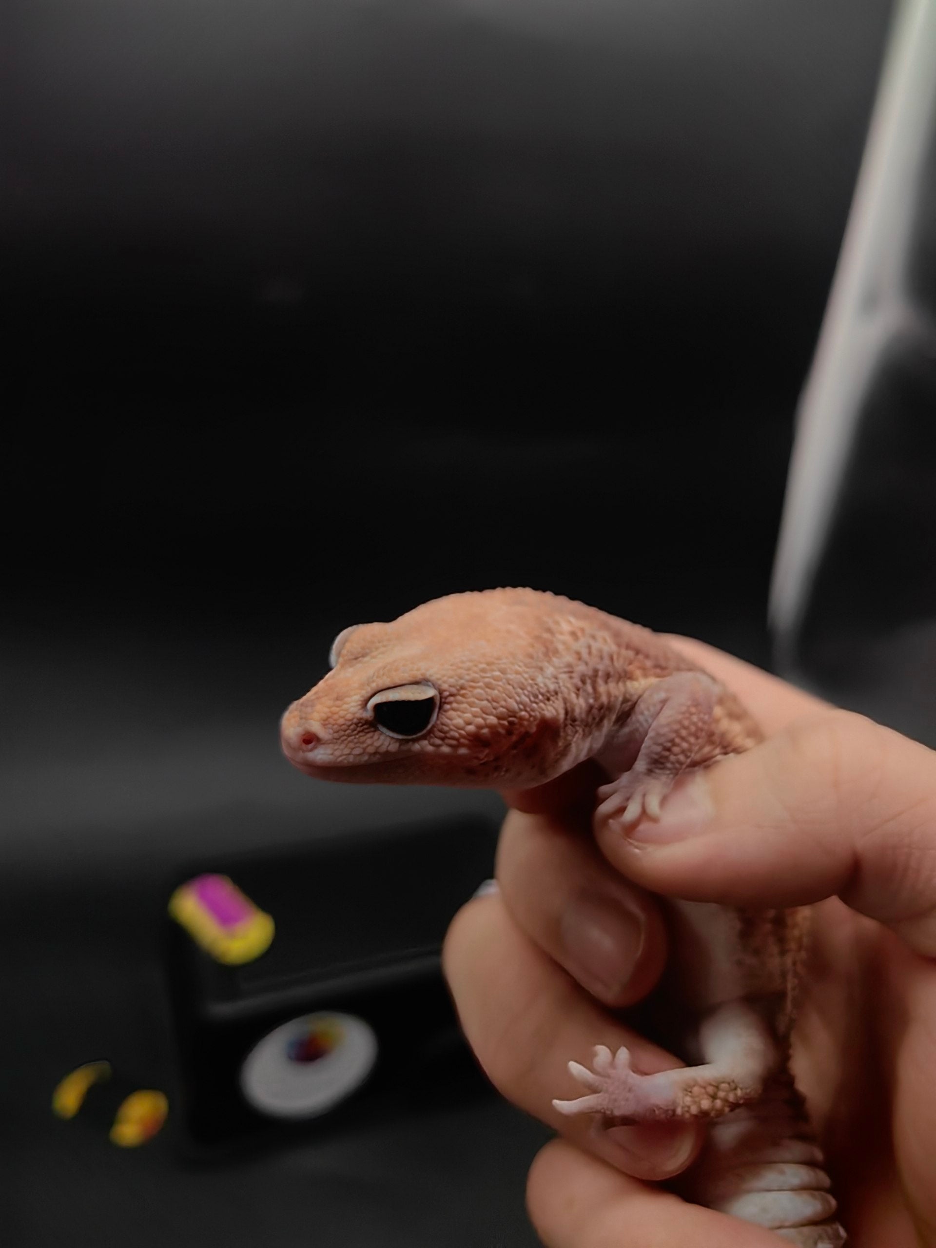 African Fat-Tailed Gecko