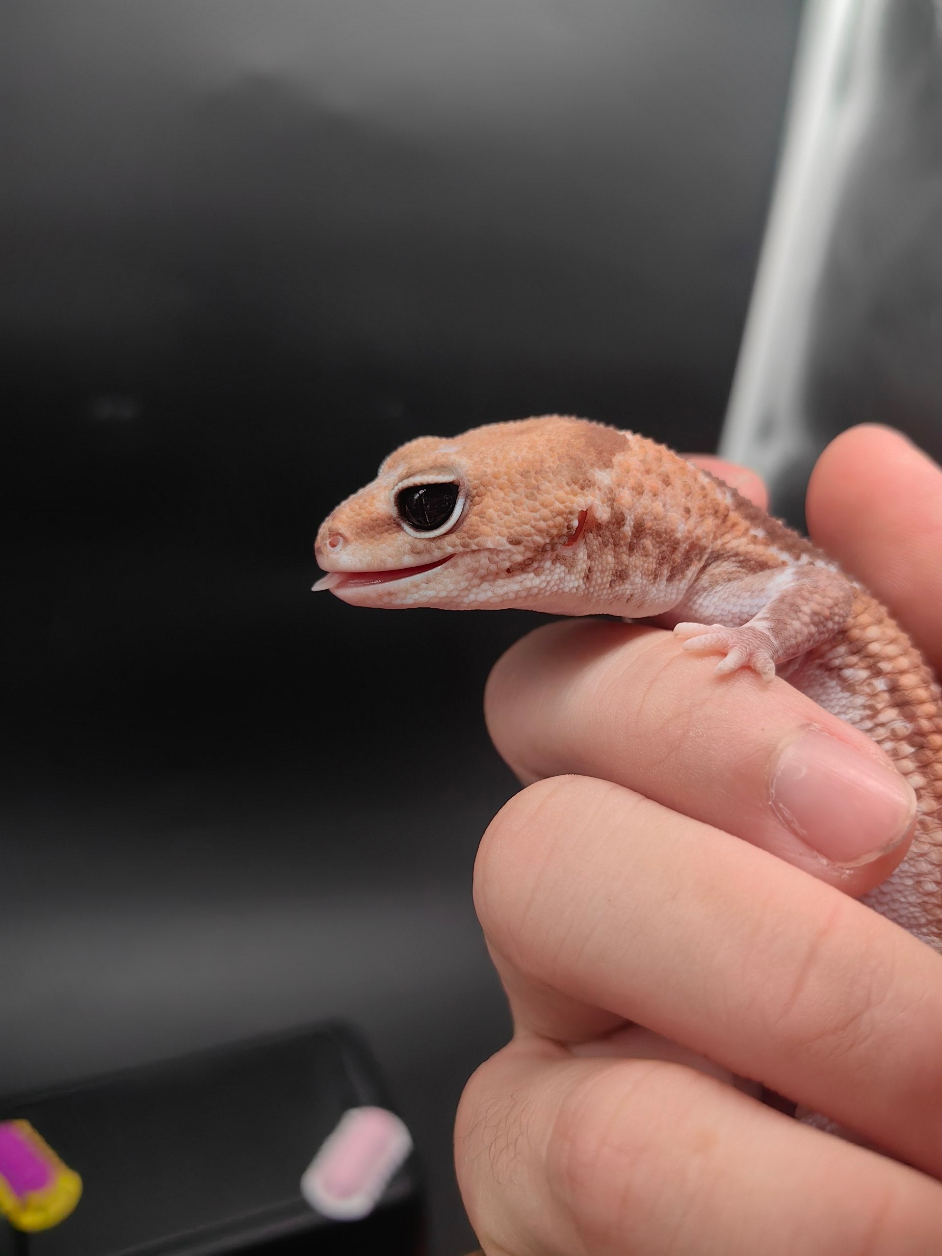 African Fat-Tailed Gecko