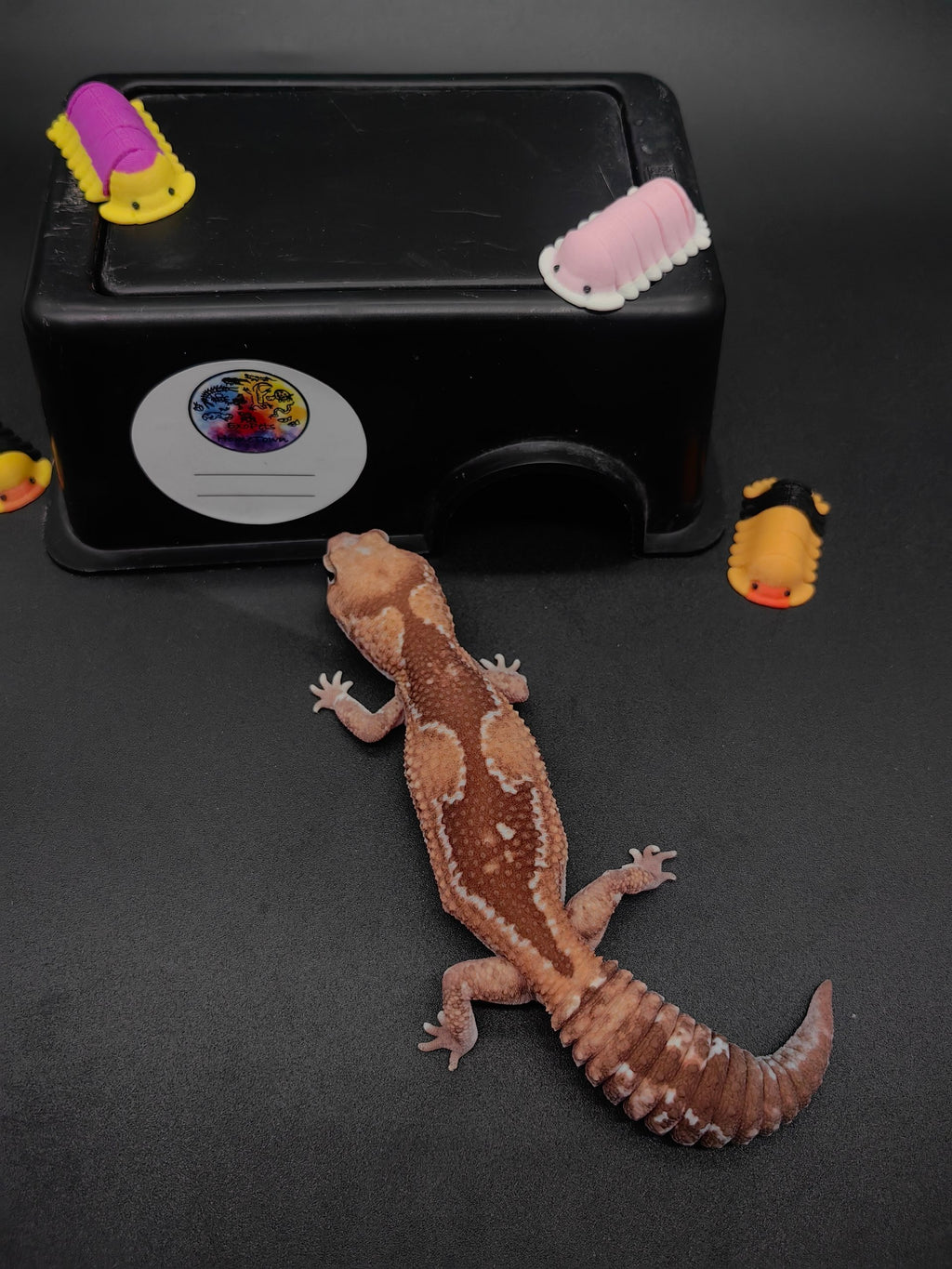 African Fat-Tailed Gecko